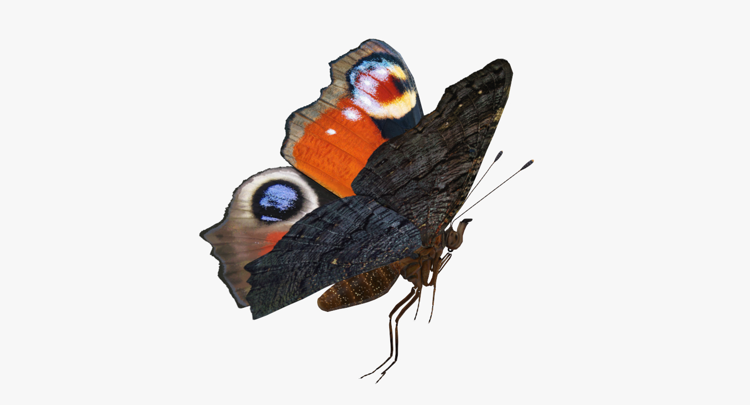 3D European Peacock Butterfly Flying Pose model
