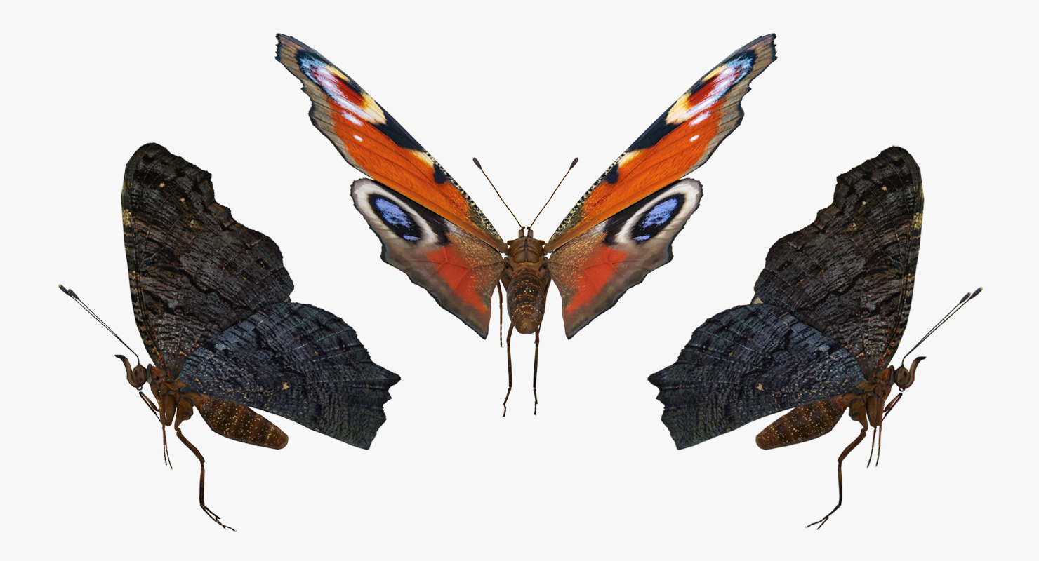3D European Peacock Butterfly Flying Pose model
