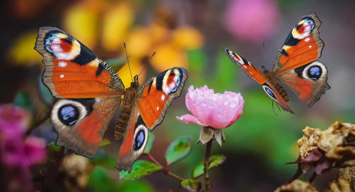 3D European Peacock Butterfly Flying Pose model