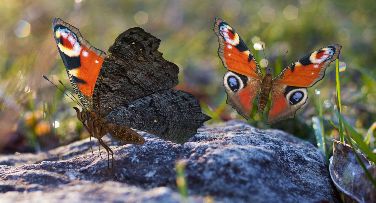 3D European Peacock Butterfly Flying Pose model