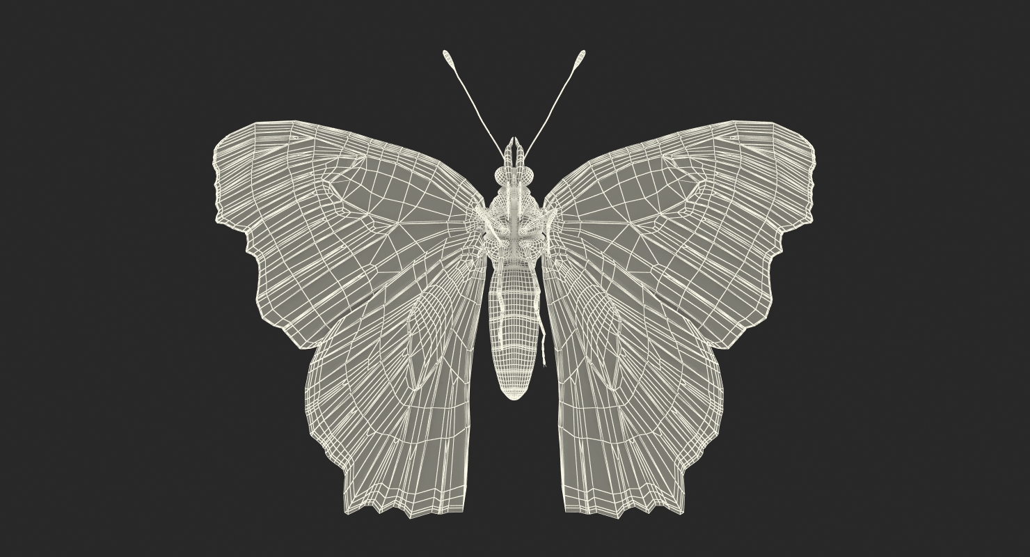3D European Peacock Butterfly Flying Pose model