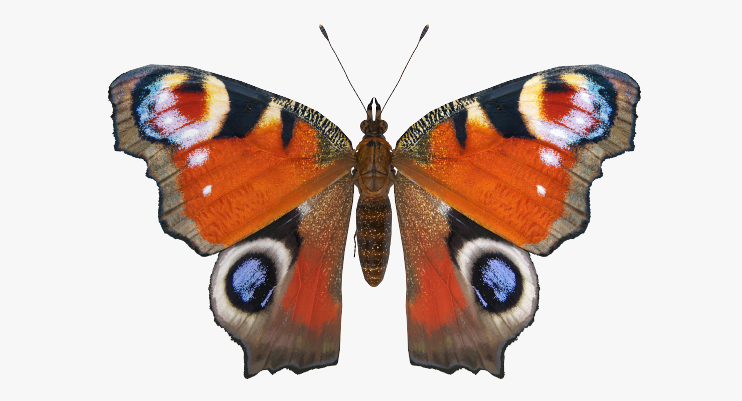 3D European Peacock Butterfly Flying Pose model