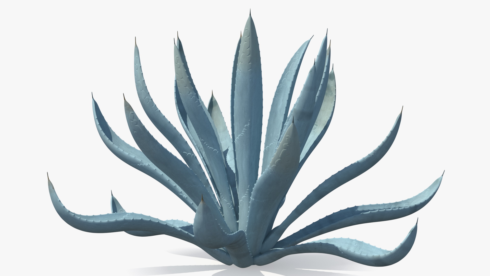 Agave Tequilana Blue Agave Plant 3D