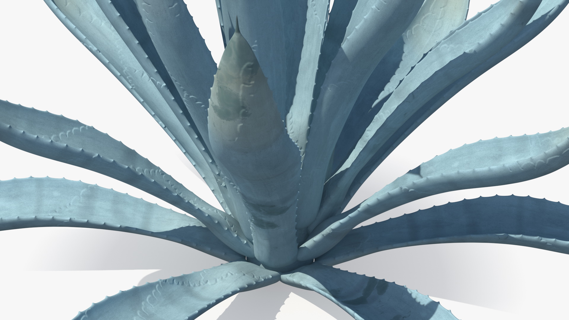 Agave Tequilana Blue Agave Plant 3D