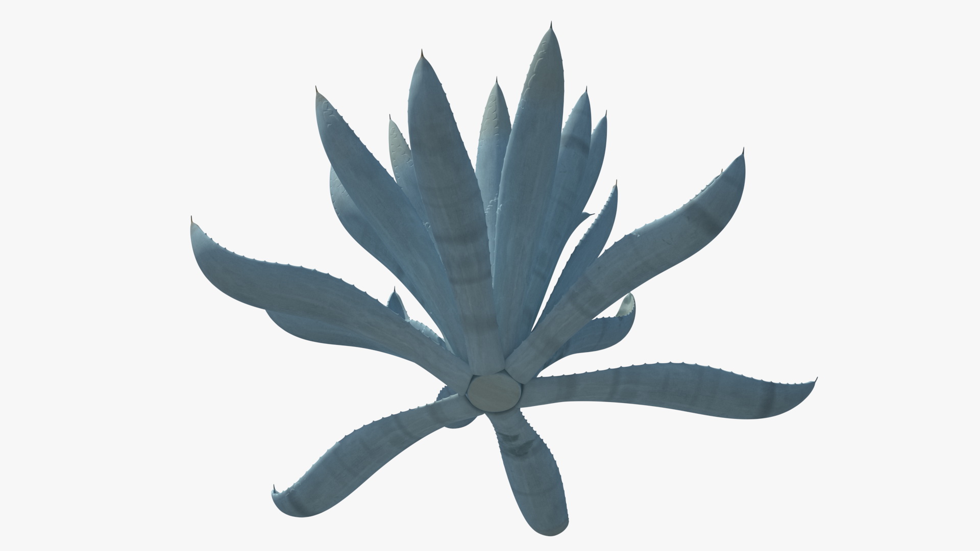 Agave Tequilana Blue Agave Plant 3D