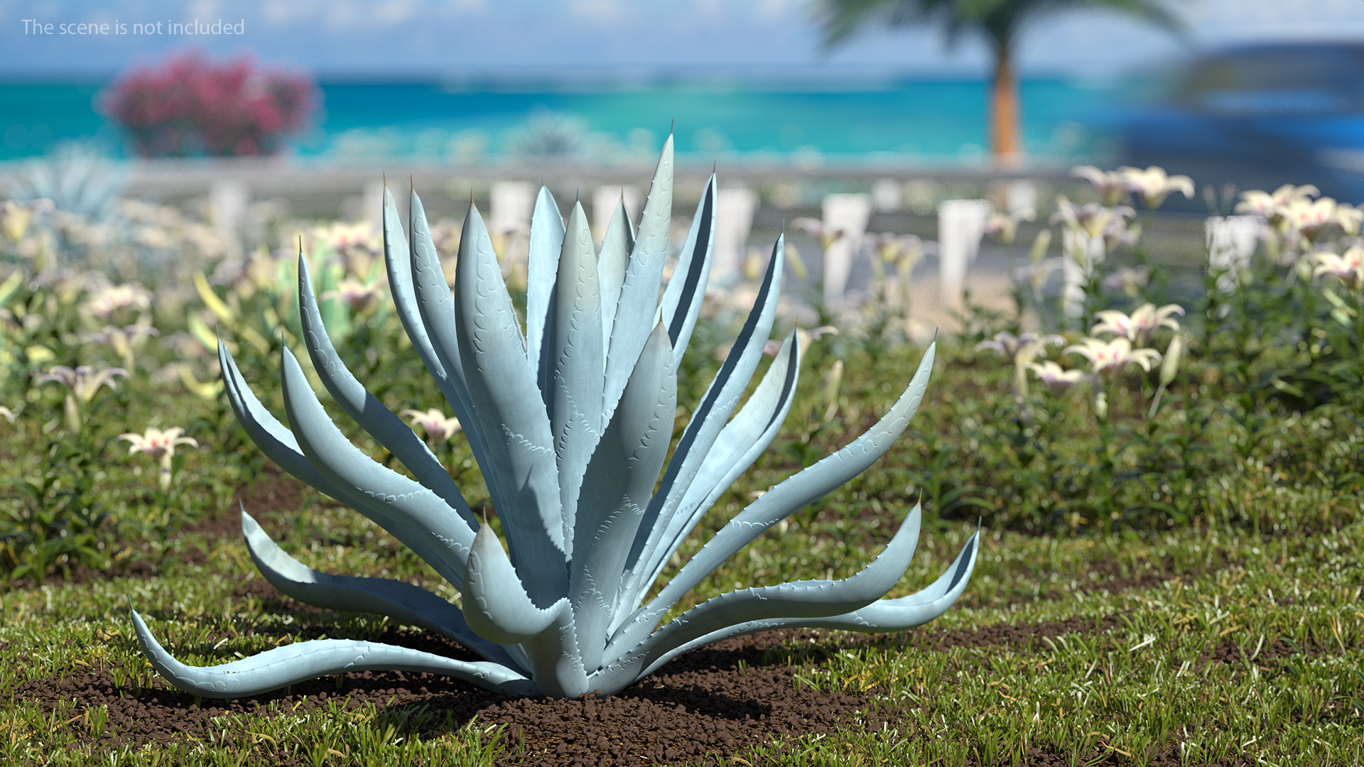 Agave Tequilana Blue Agave Plant 3D