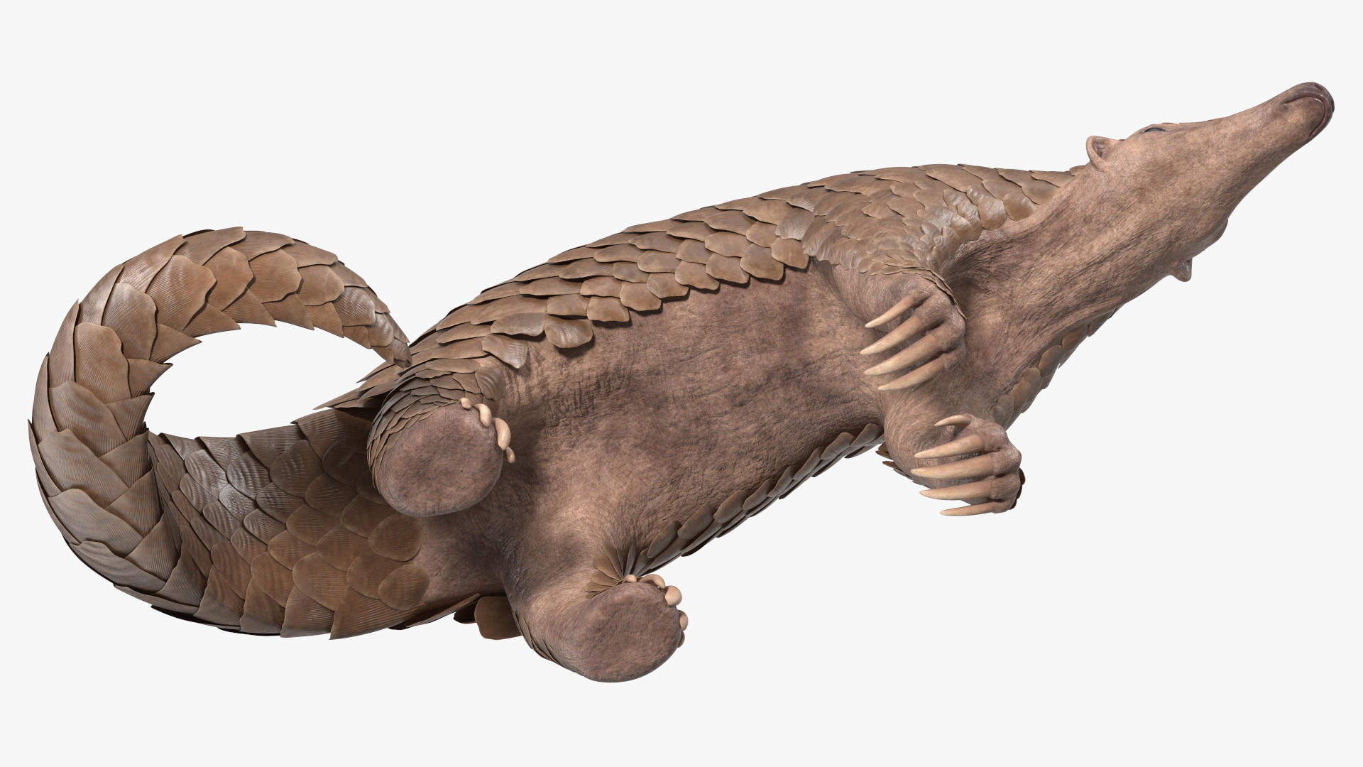 3D Realistic Pangolin model