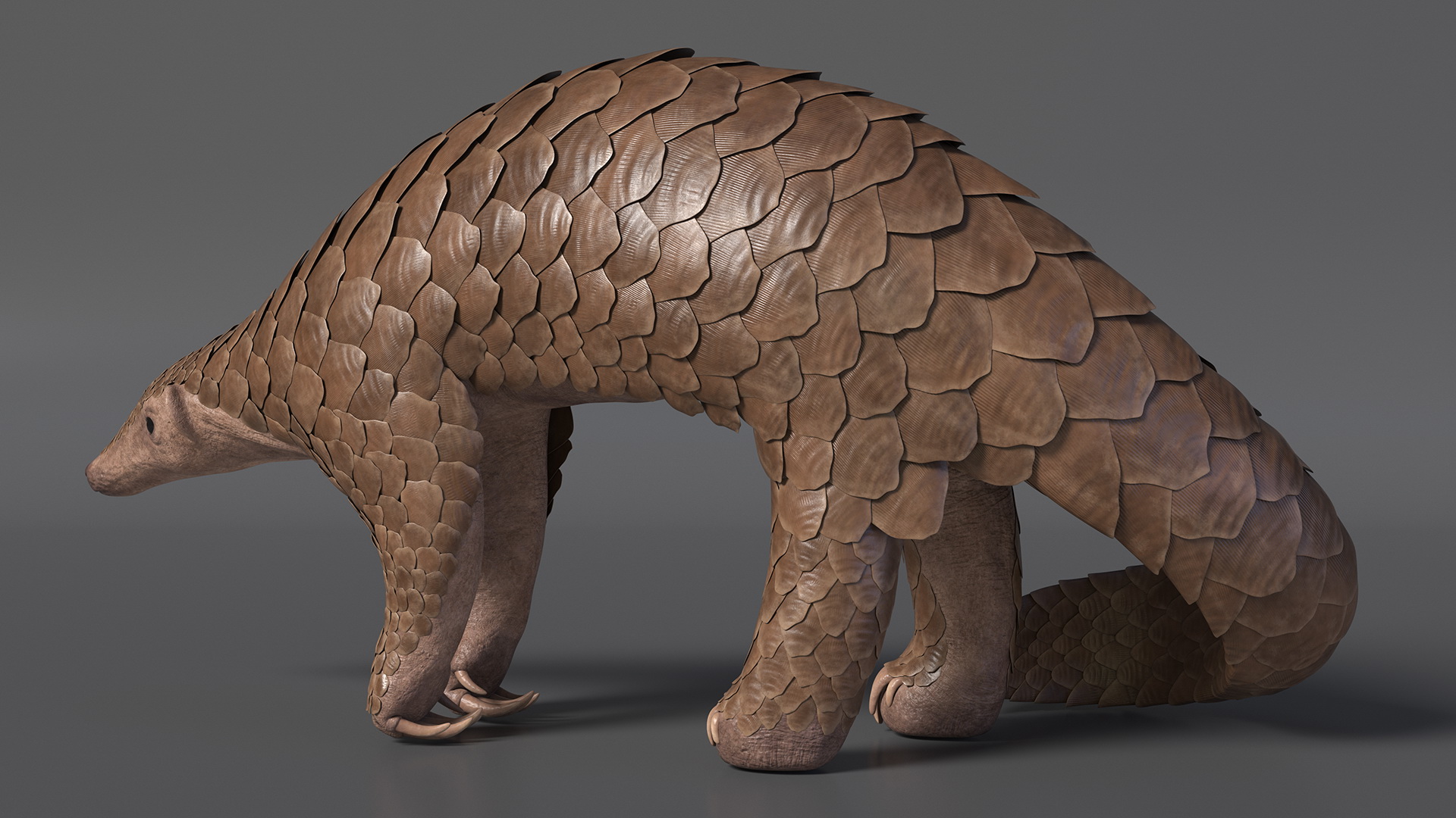 3D Realistic Pangolin model