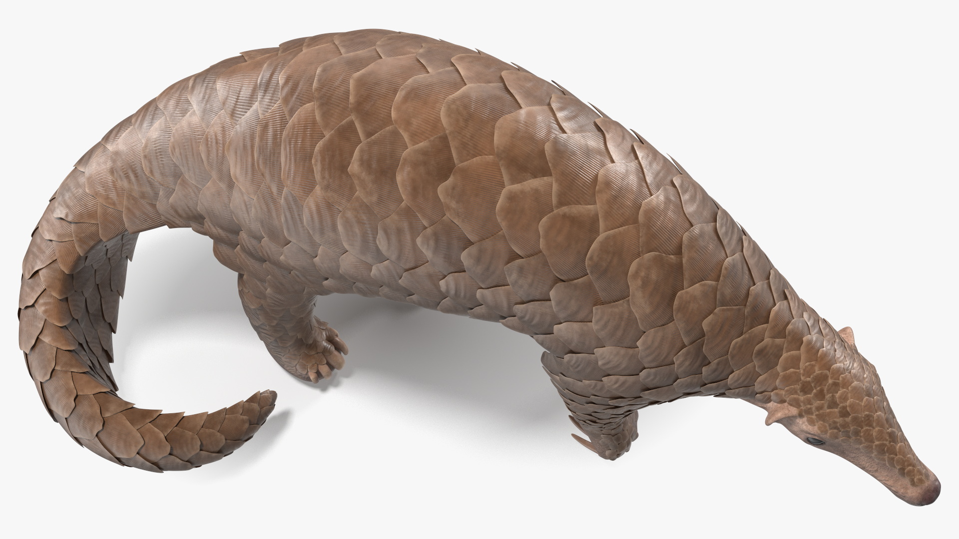 3D Realistic Pangolin model