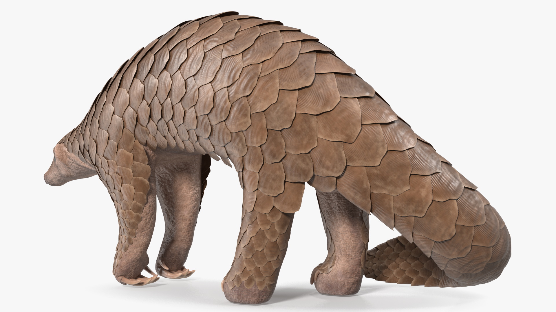 3D Realistic Pangolin model