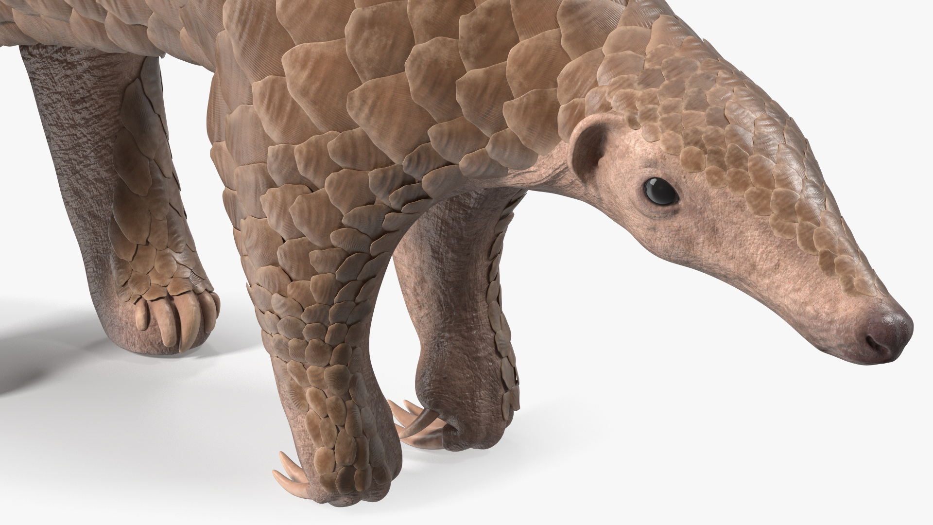 3D Realistic Pangolin model