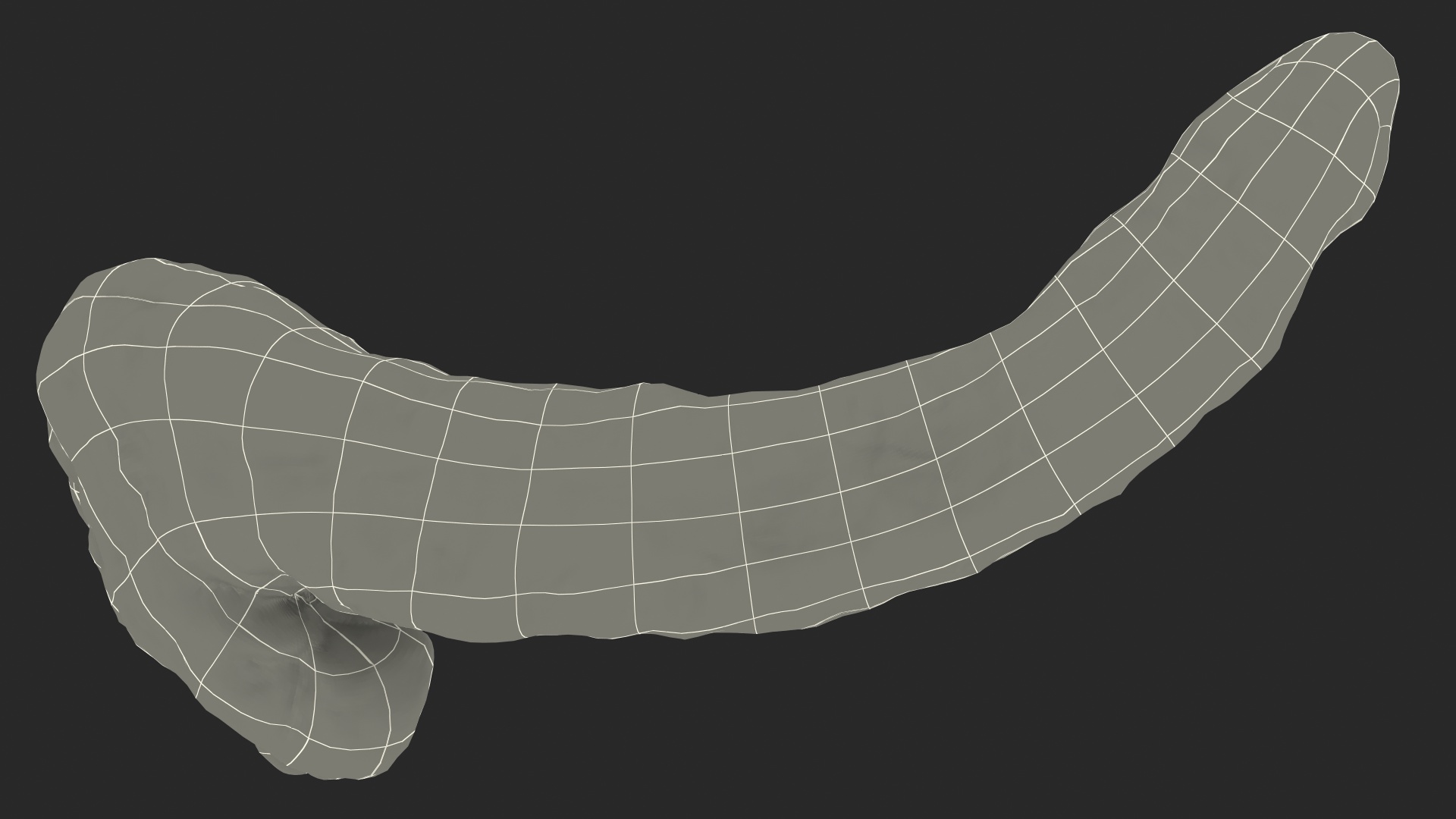 Human Pancreas 3D model