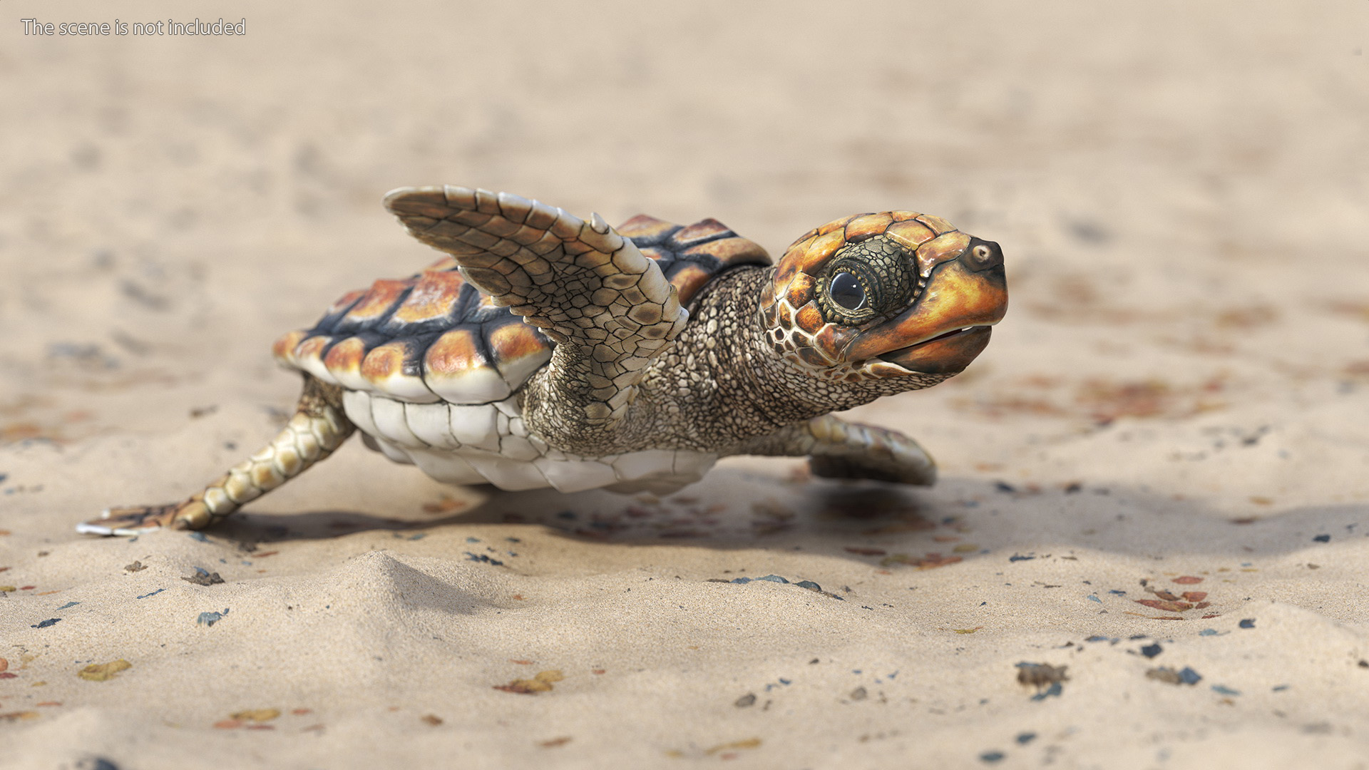 Baby Sea Turtle Brown Rigged for Cinema 4D 3D