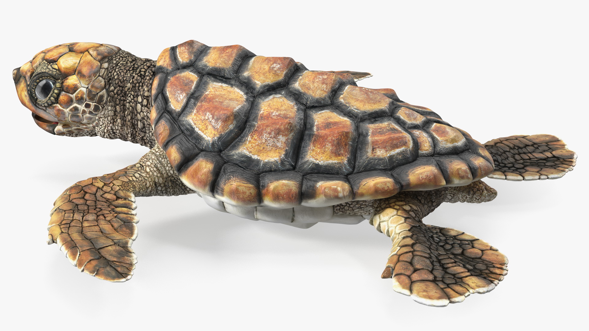 Baby Sea Turtle Brown Rigged for Cinema 4D 3D
