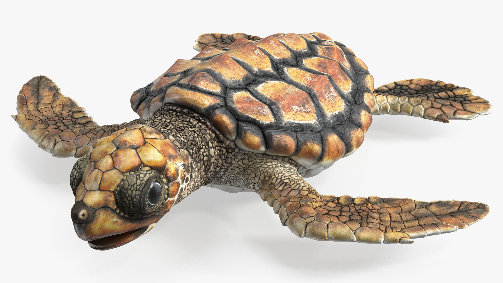 Baby Sea Turtle Brown Rigged for Cinema 4D 3D