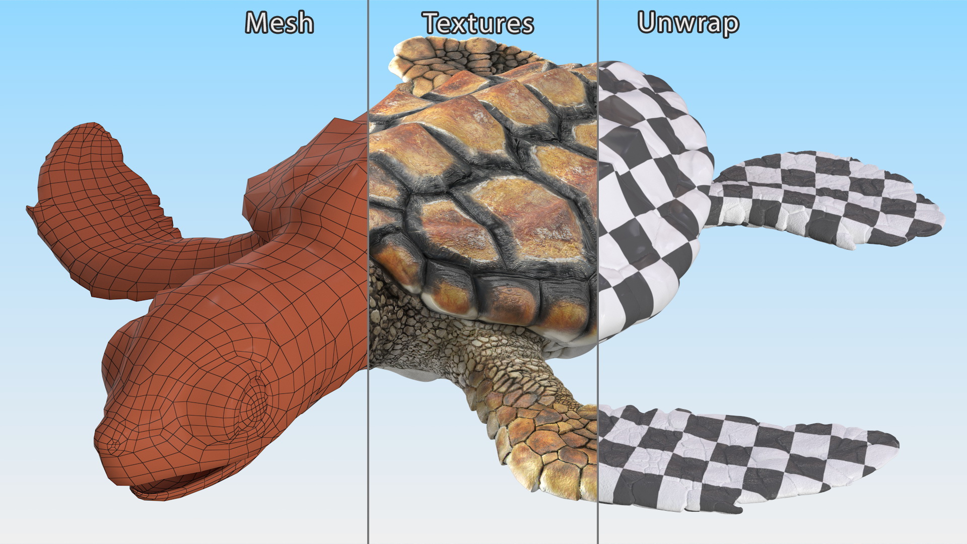 Baby Sea Turtle Brown Rigged for Cinema 4D 3D
