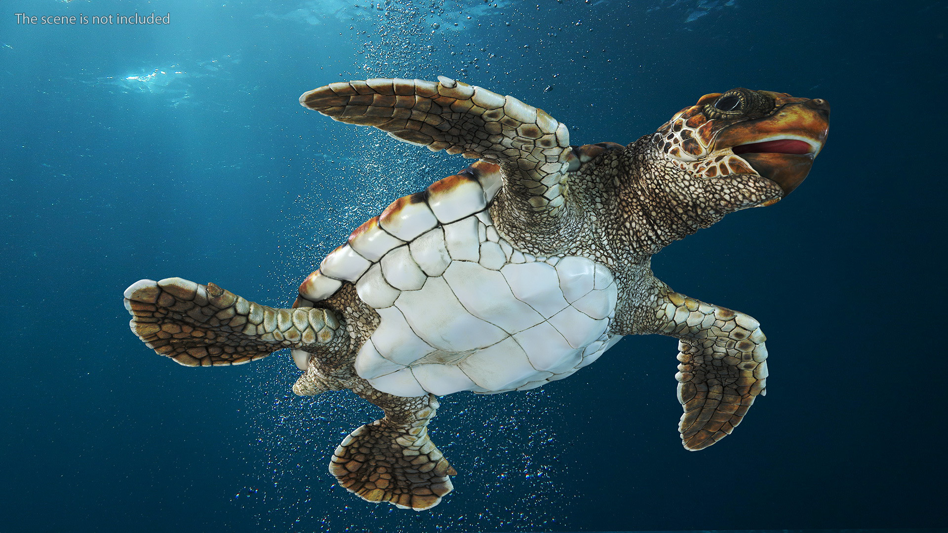 Baby Sea Turtle Brown Rigged for Cinema 4D 3D