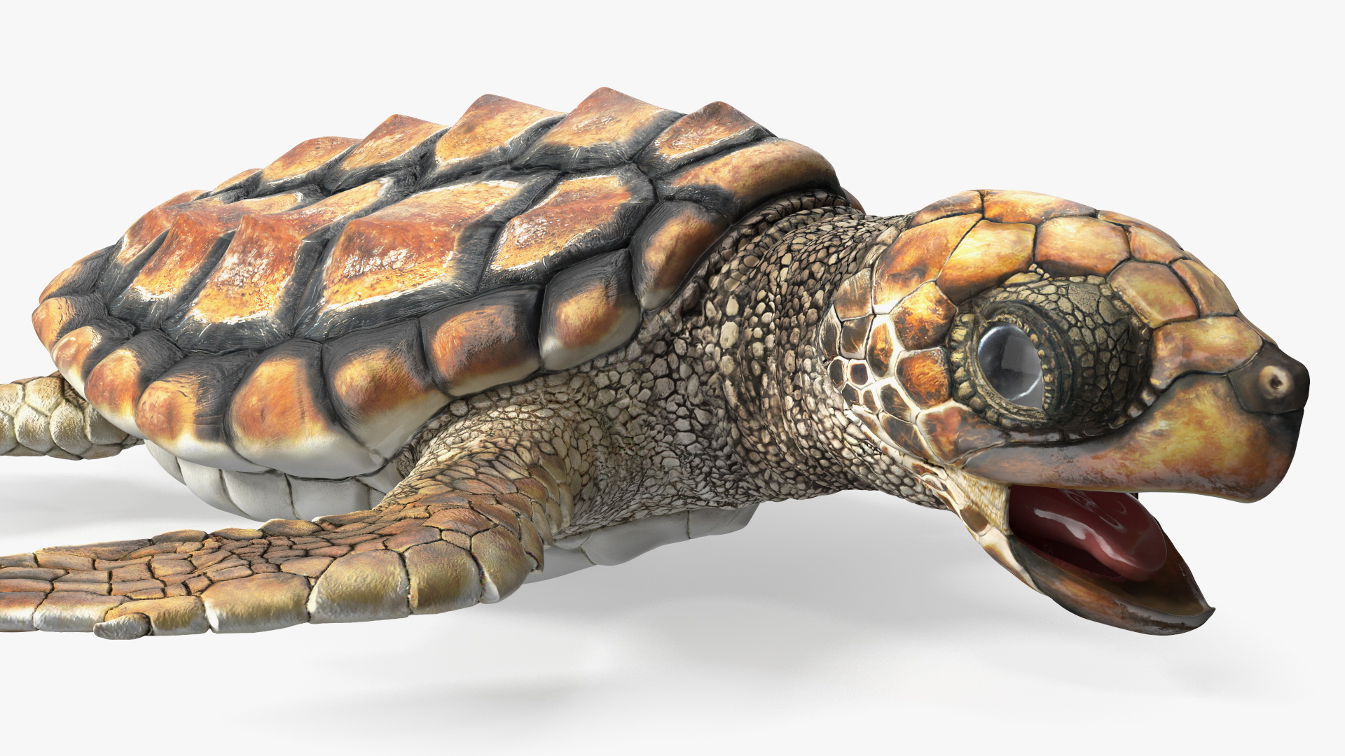 Baby Sea Turtle Brown Rigged for Cinema 4D 3D