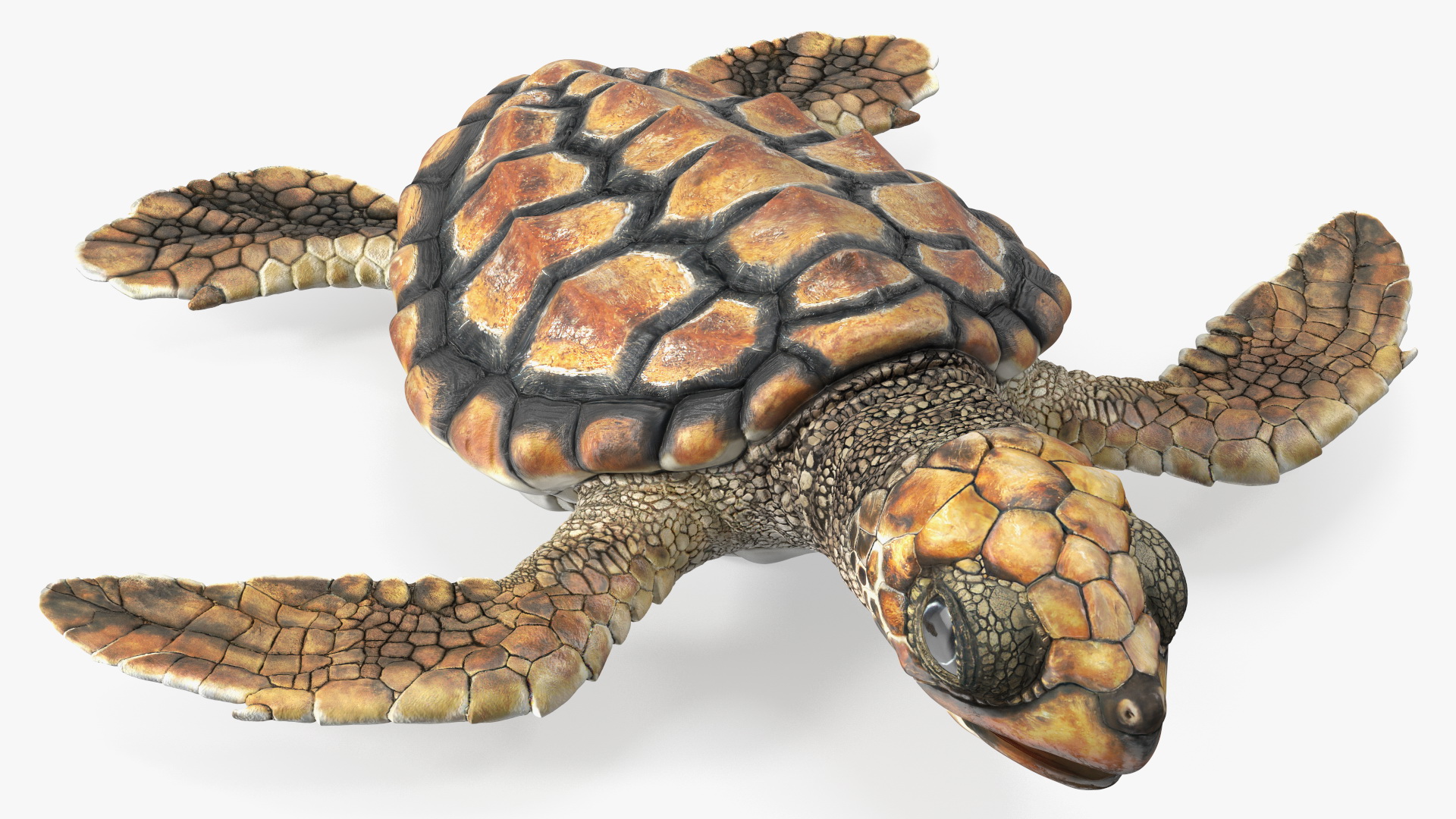 Baby Sea Turtle Brown Rigged for Cinema 4D 3D