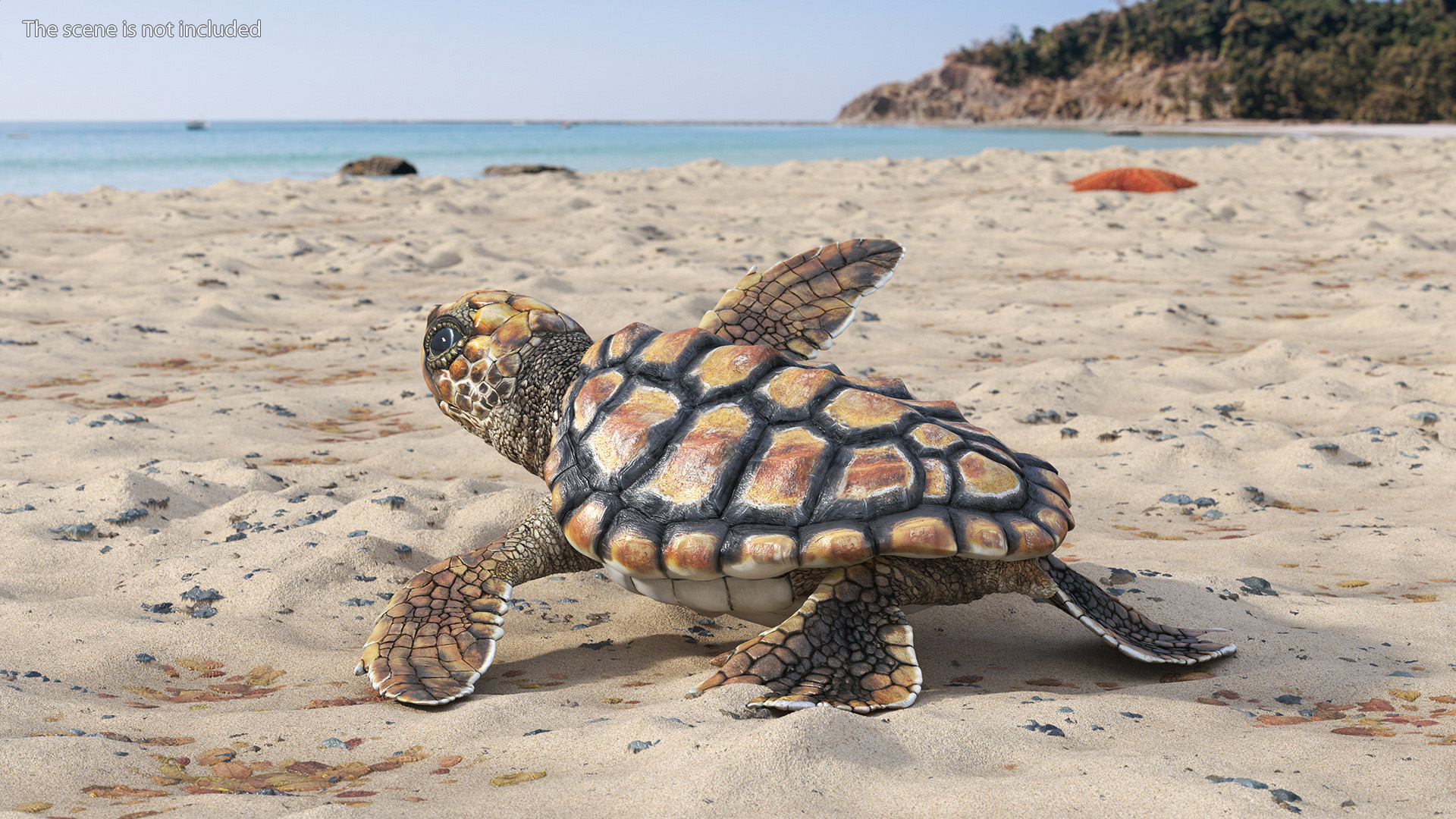 Baby Sea Turtle Brown Rigged for Cinema 4D 3D