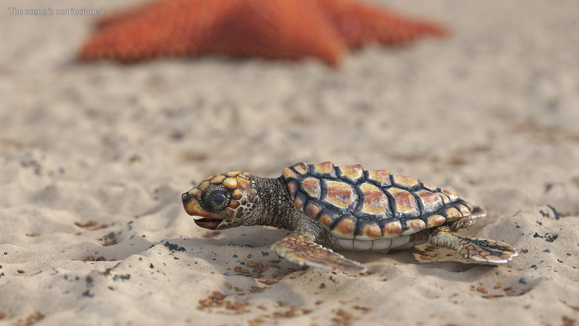 Baby Sea Turtle Brown Rigged for Cinema 4D 3D