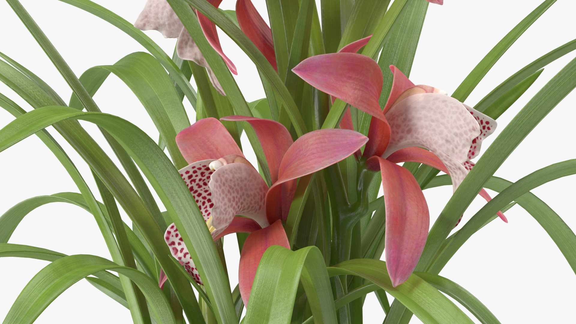 3D model Pink Orchid Pot