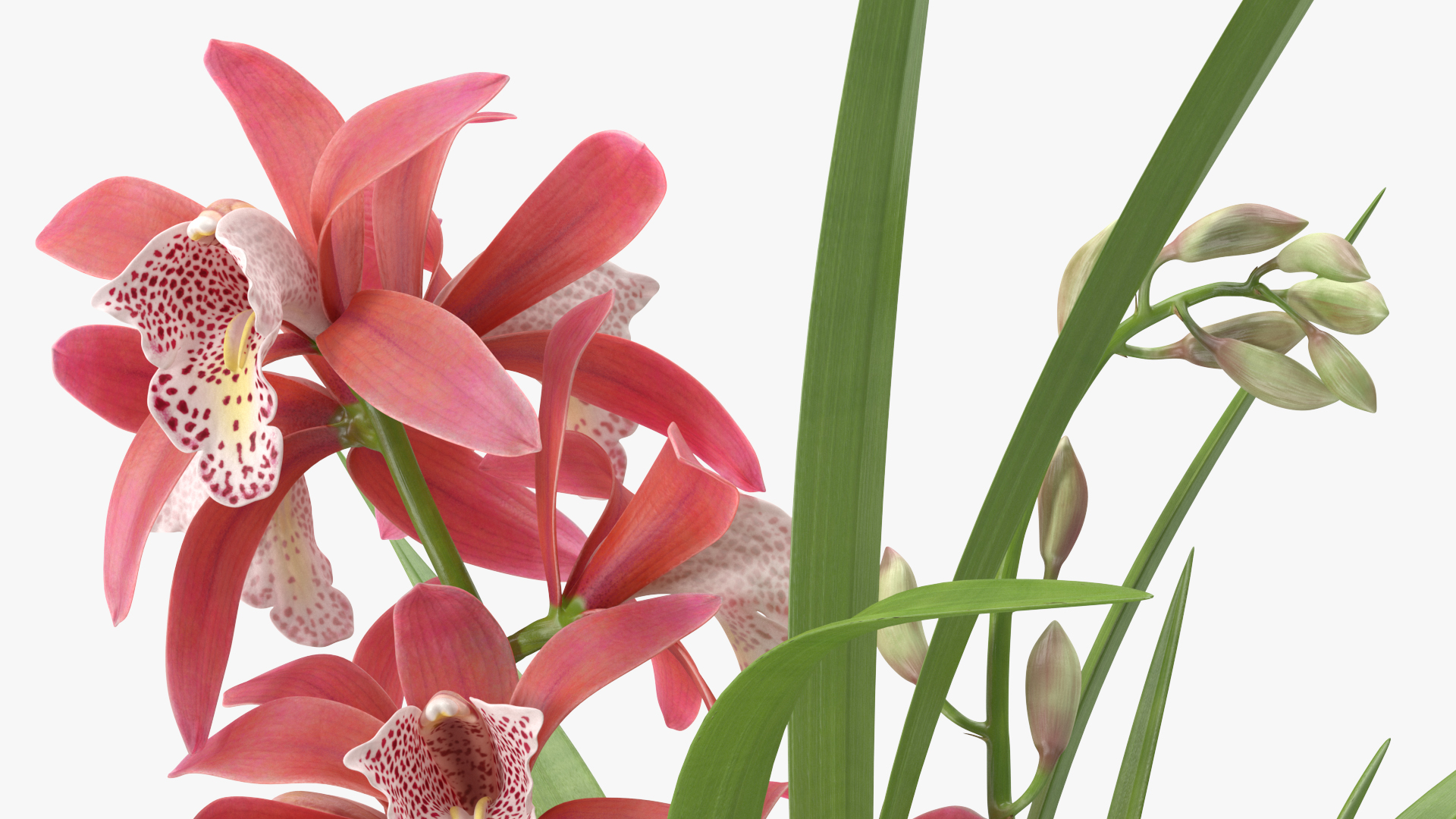 3D model Pink Orchid Pot
