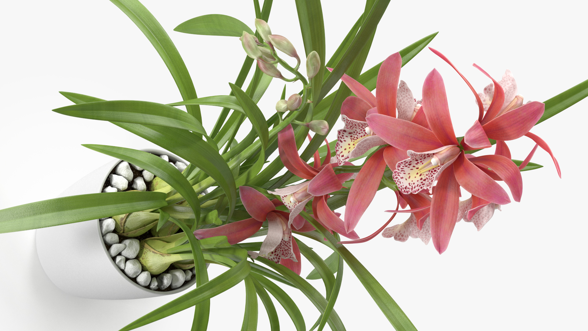 3D model Pink Orchid Pot