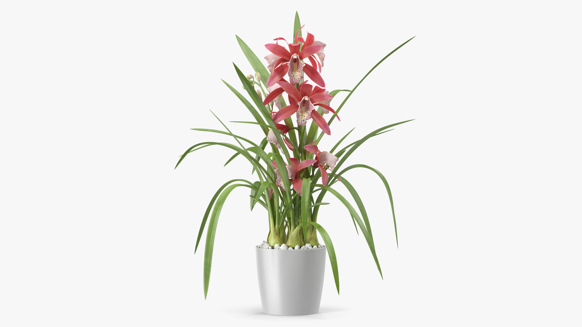 3D model Pink Orchid Pot