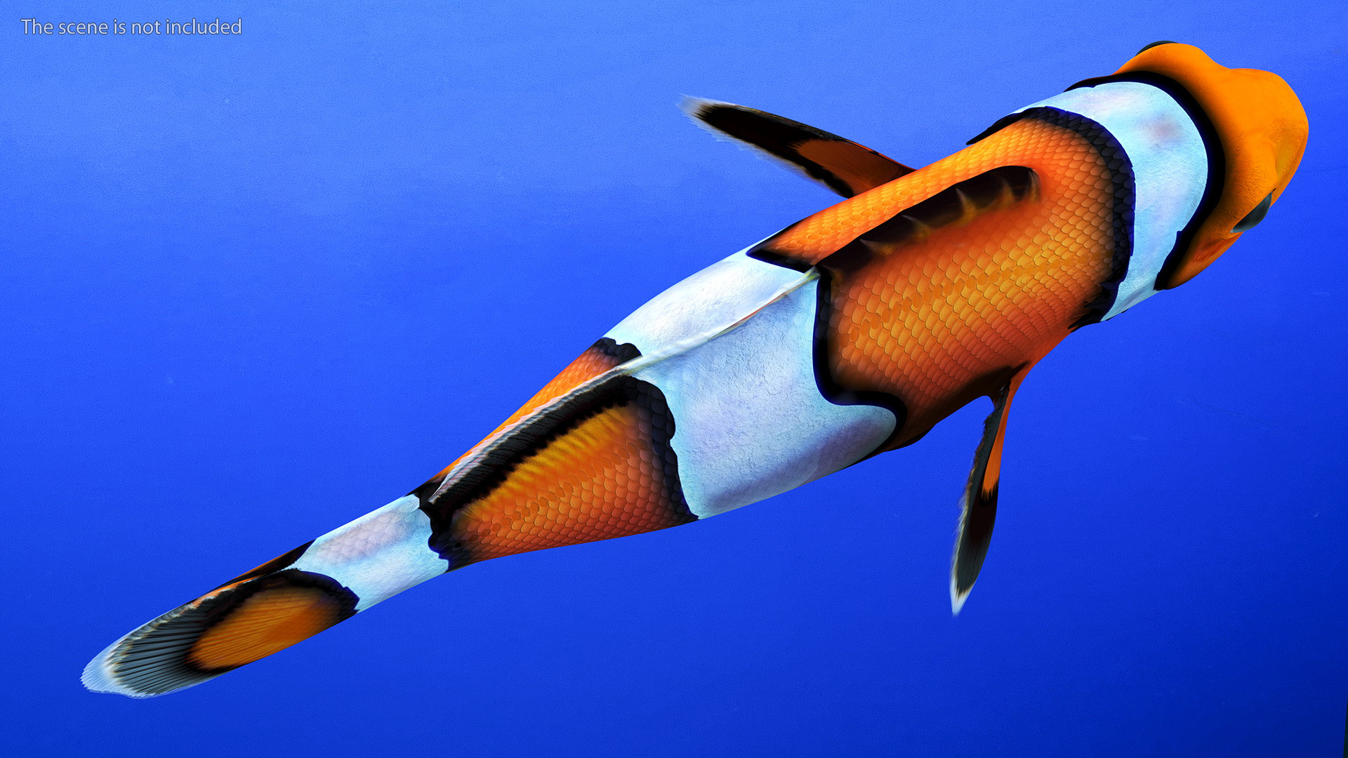 3D Anemonefish