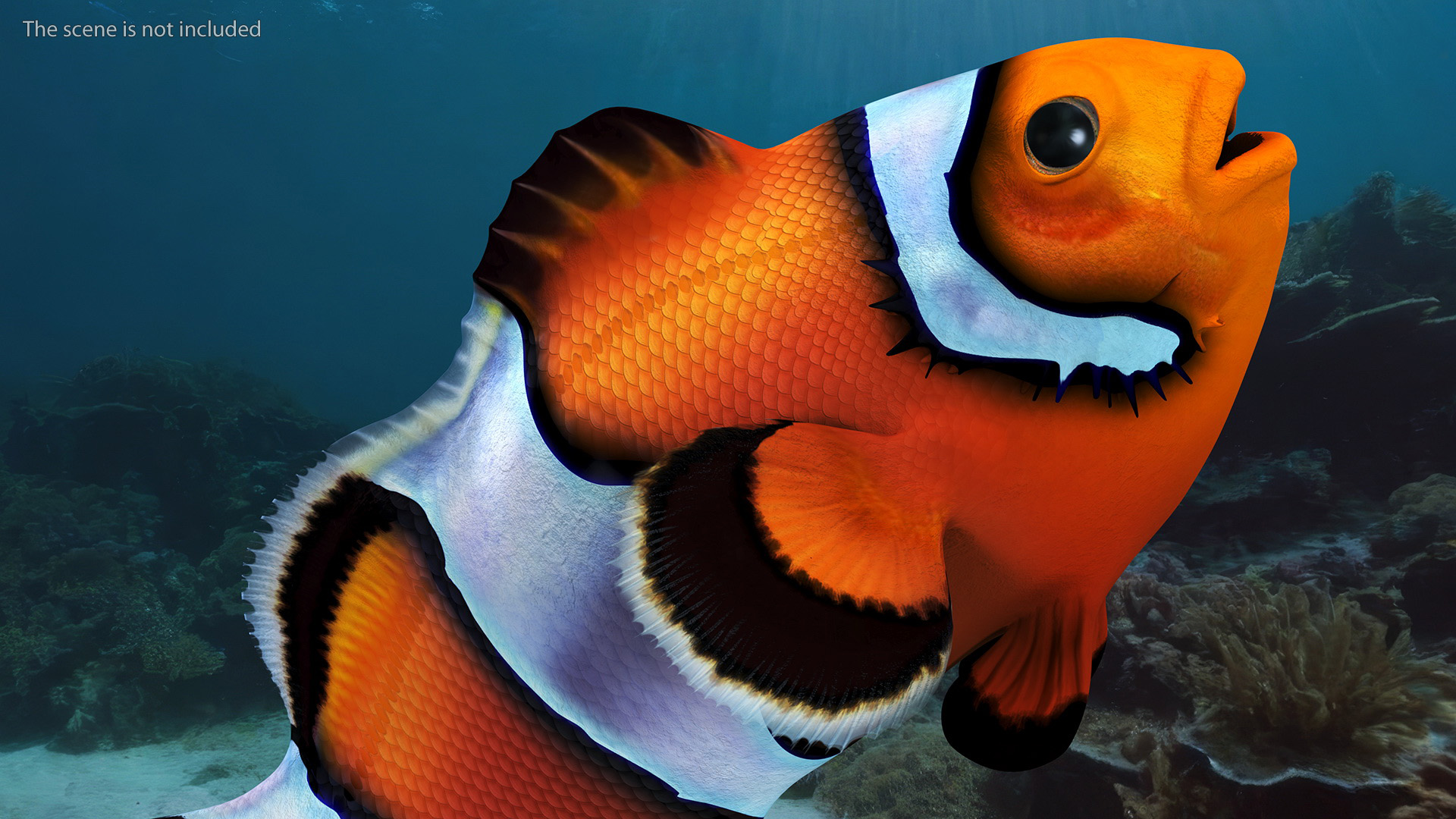 3D Anemonefish