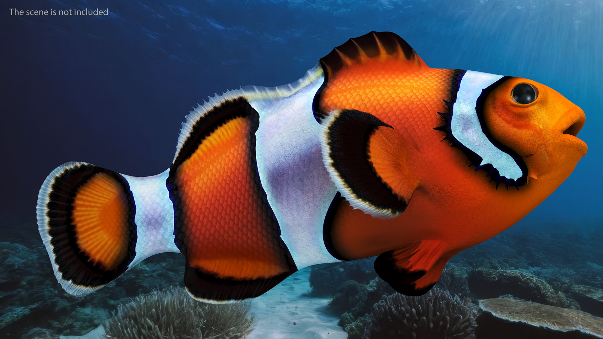 3D Anemonefish