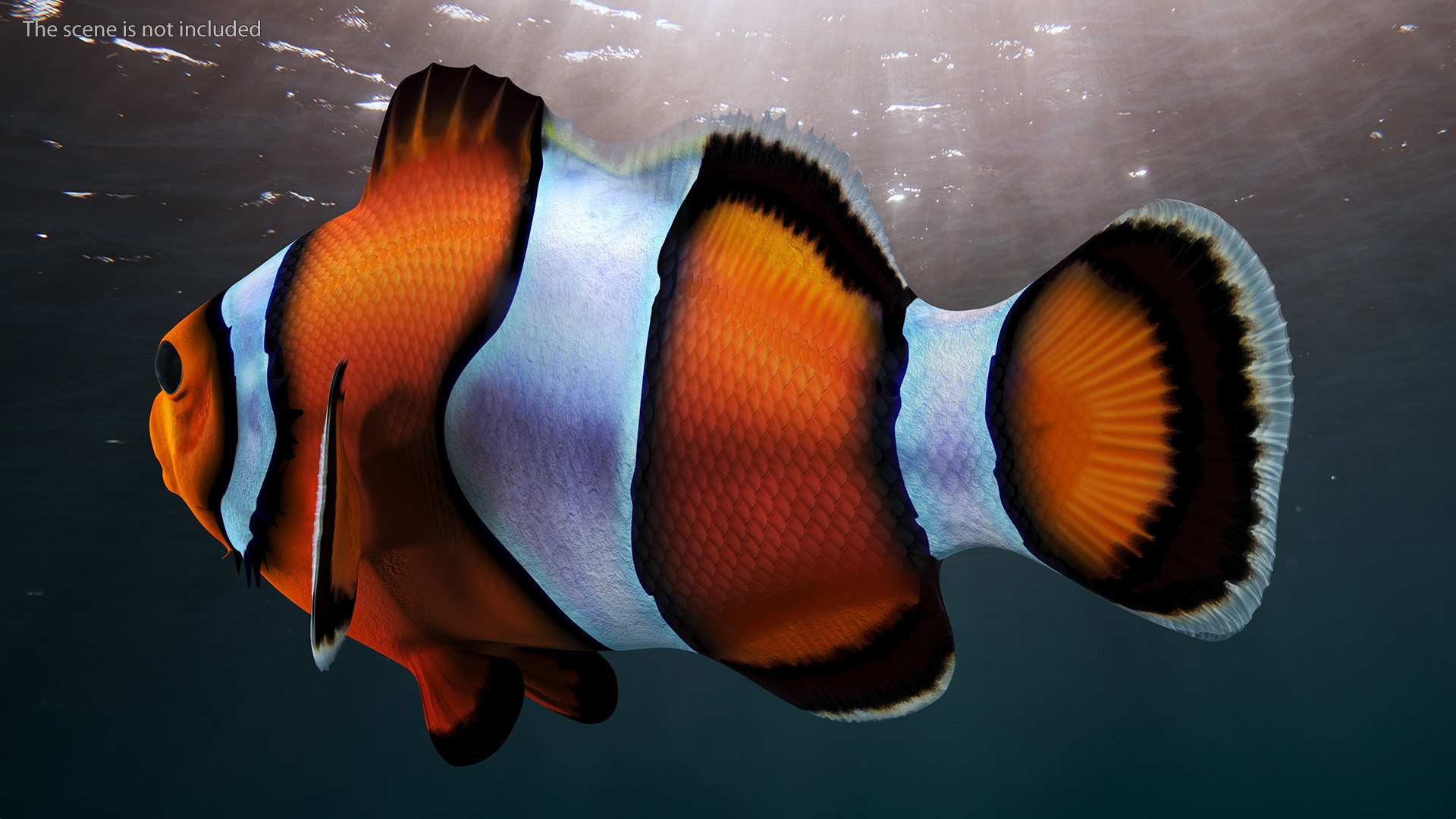 3D Anemonefish