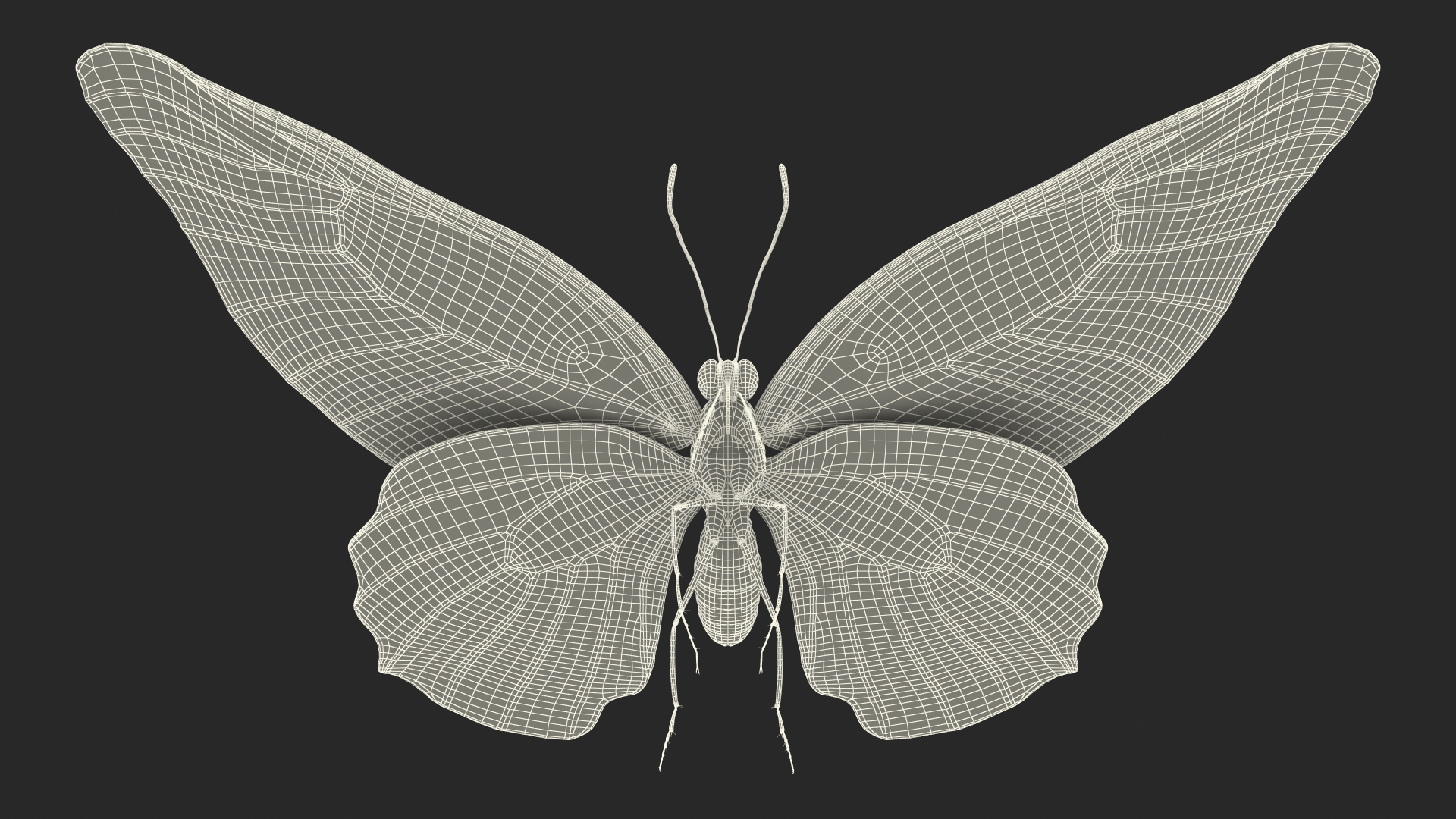 3D Animated Papilio Butterfly Flapping Wings Rigged model