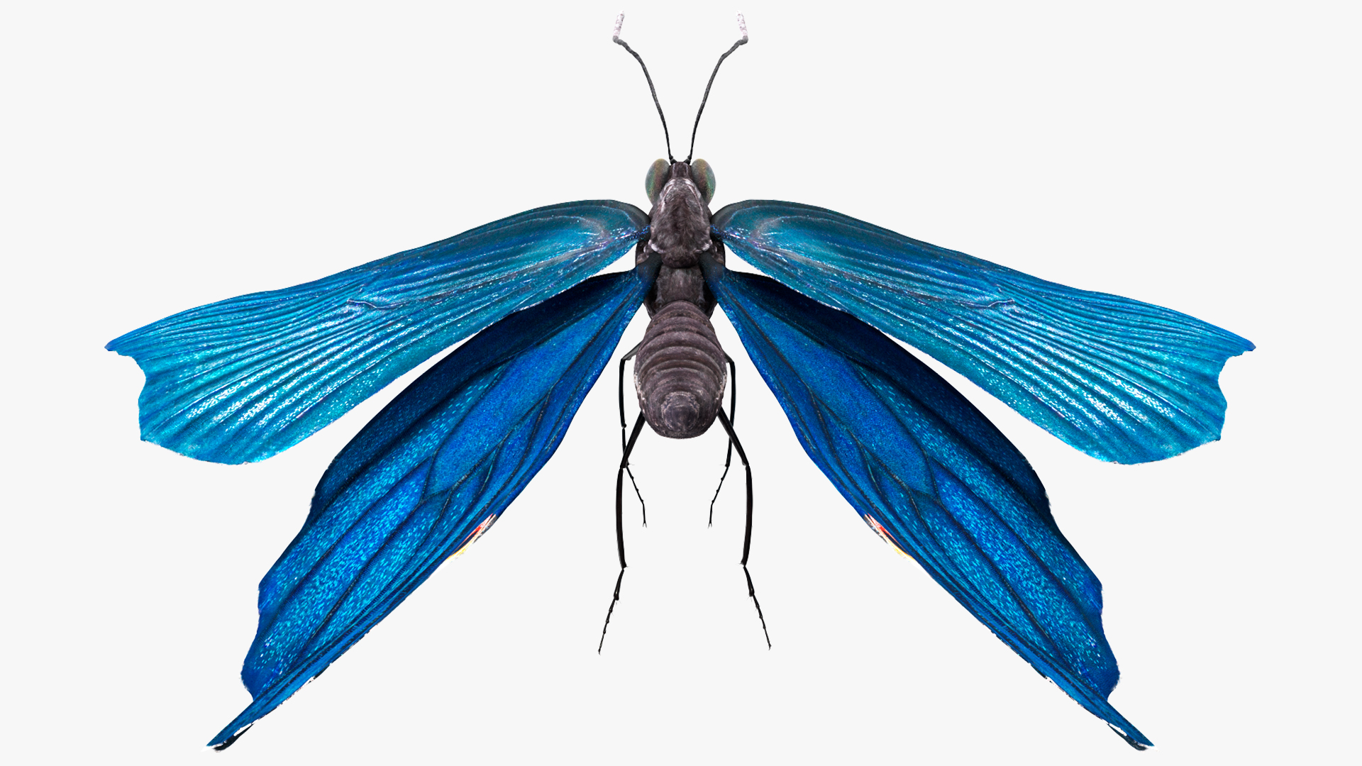 3D Animated Papilio Butterfly Flapping Wings Rigged model