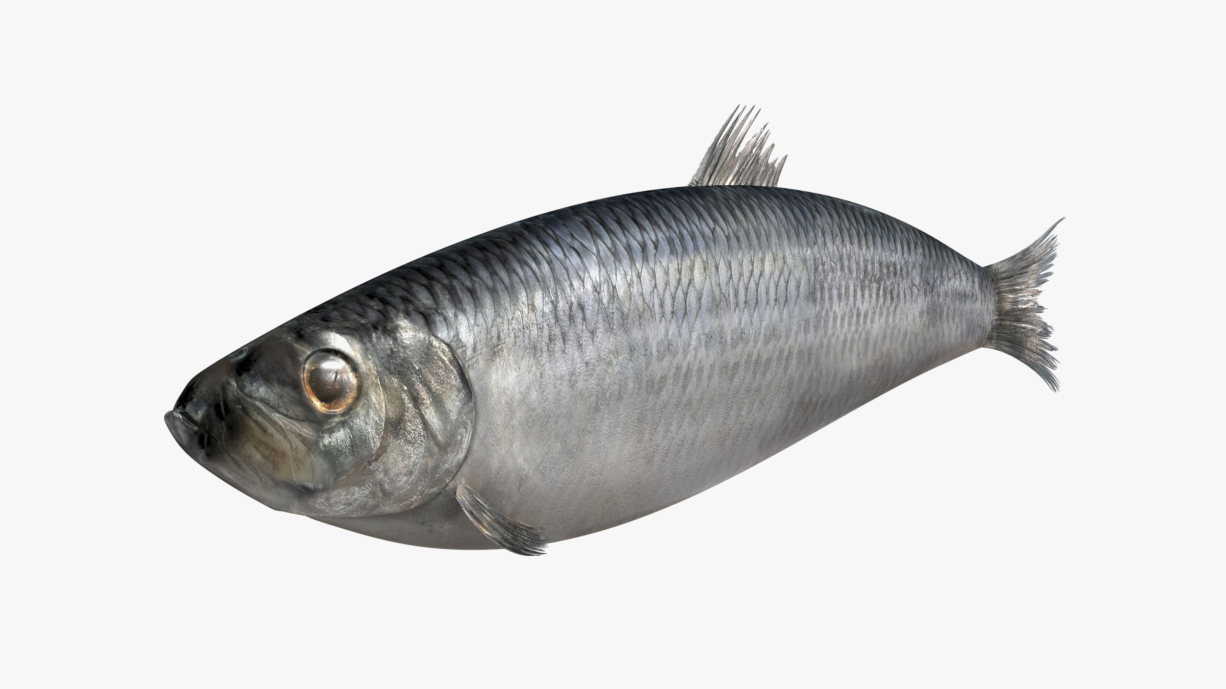 Realistic Atlantic Herring Rigged for Maya 3D
