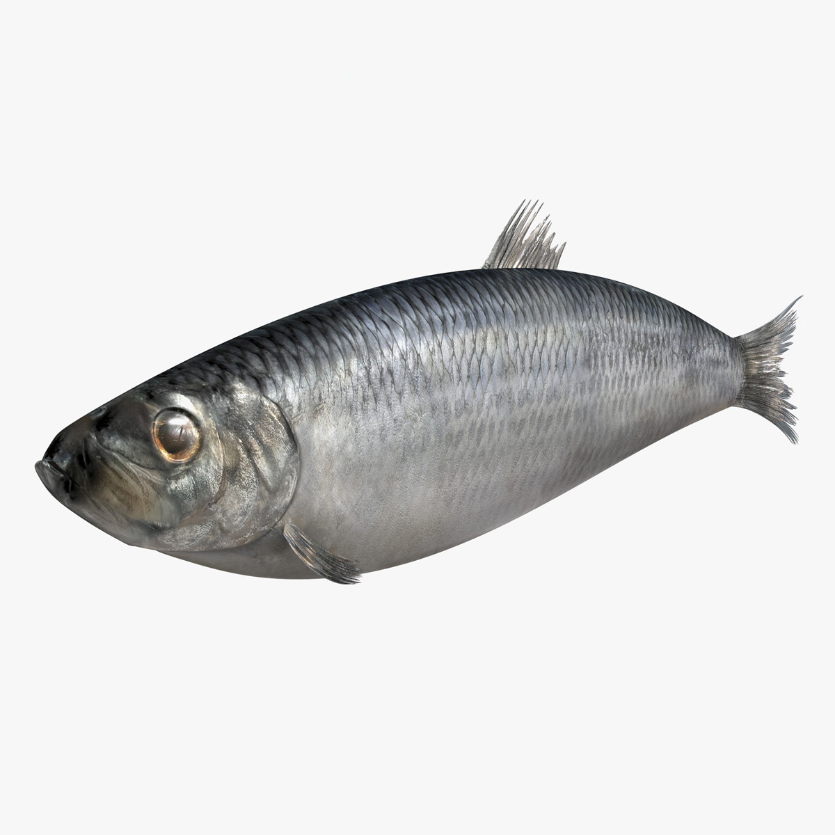 Realistic Atlantic Herring Rigged for Maya 3D