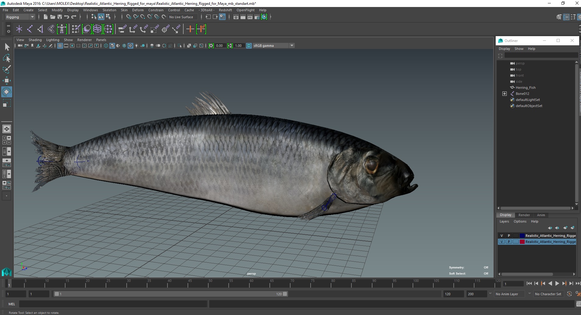 Realistic Atlantic Herring Rigged for Maya 3D