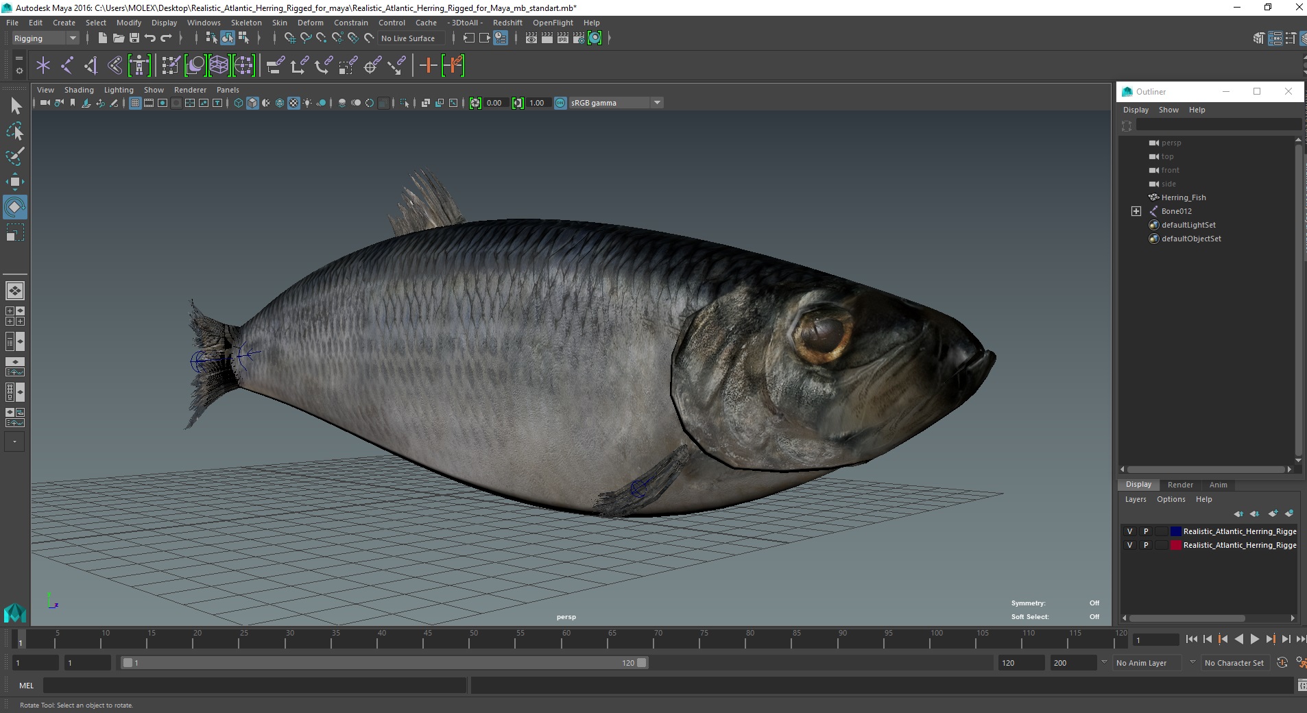 Realistic Atlantic Herring Rigged for Maya 3D