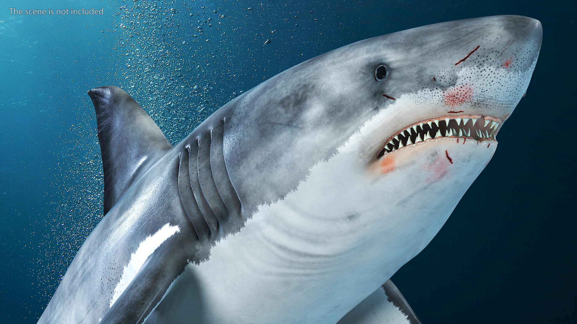 3D Great White Shark Blood Stained Rigged model