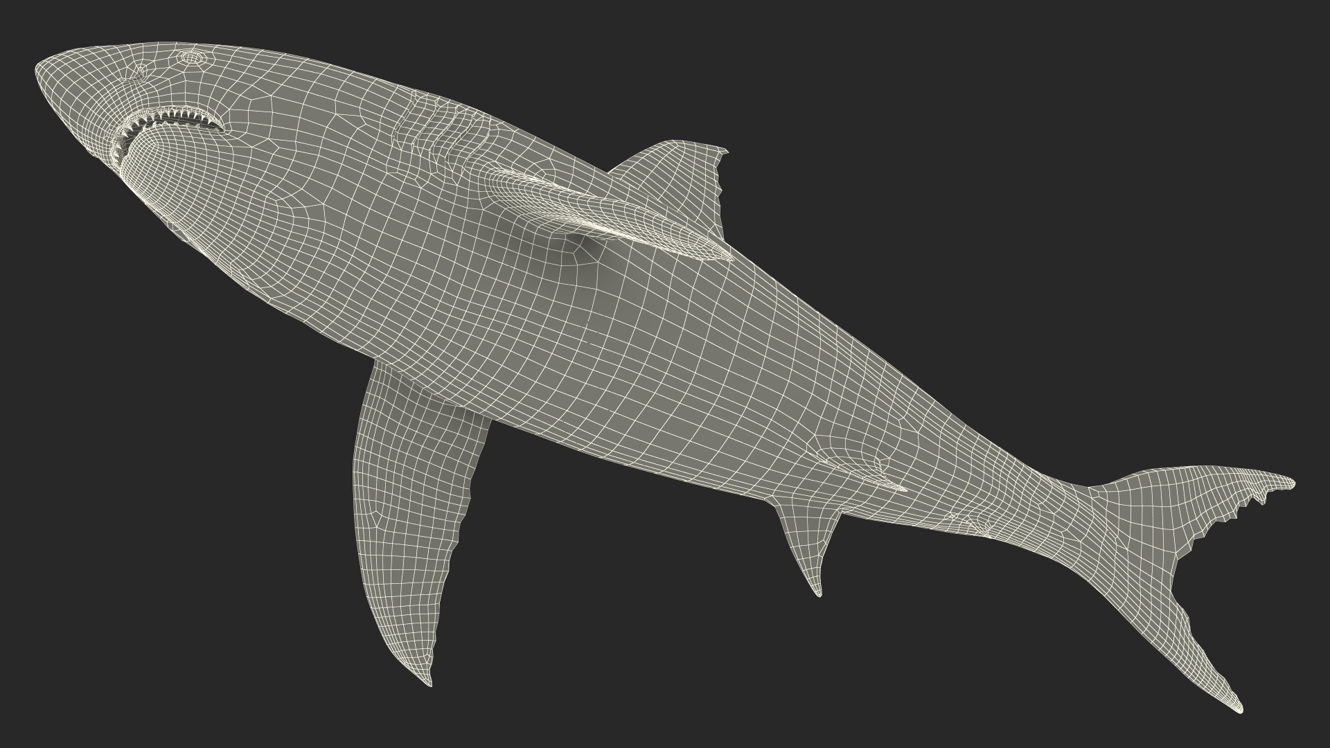 3D Great White Shark Blood Stained Rigged model