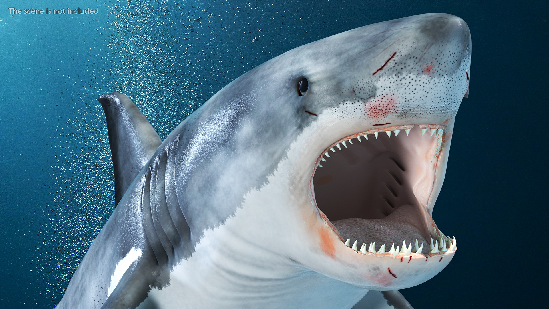 3D Great White Shark Blood Stained Rigged model