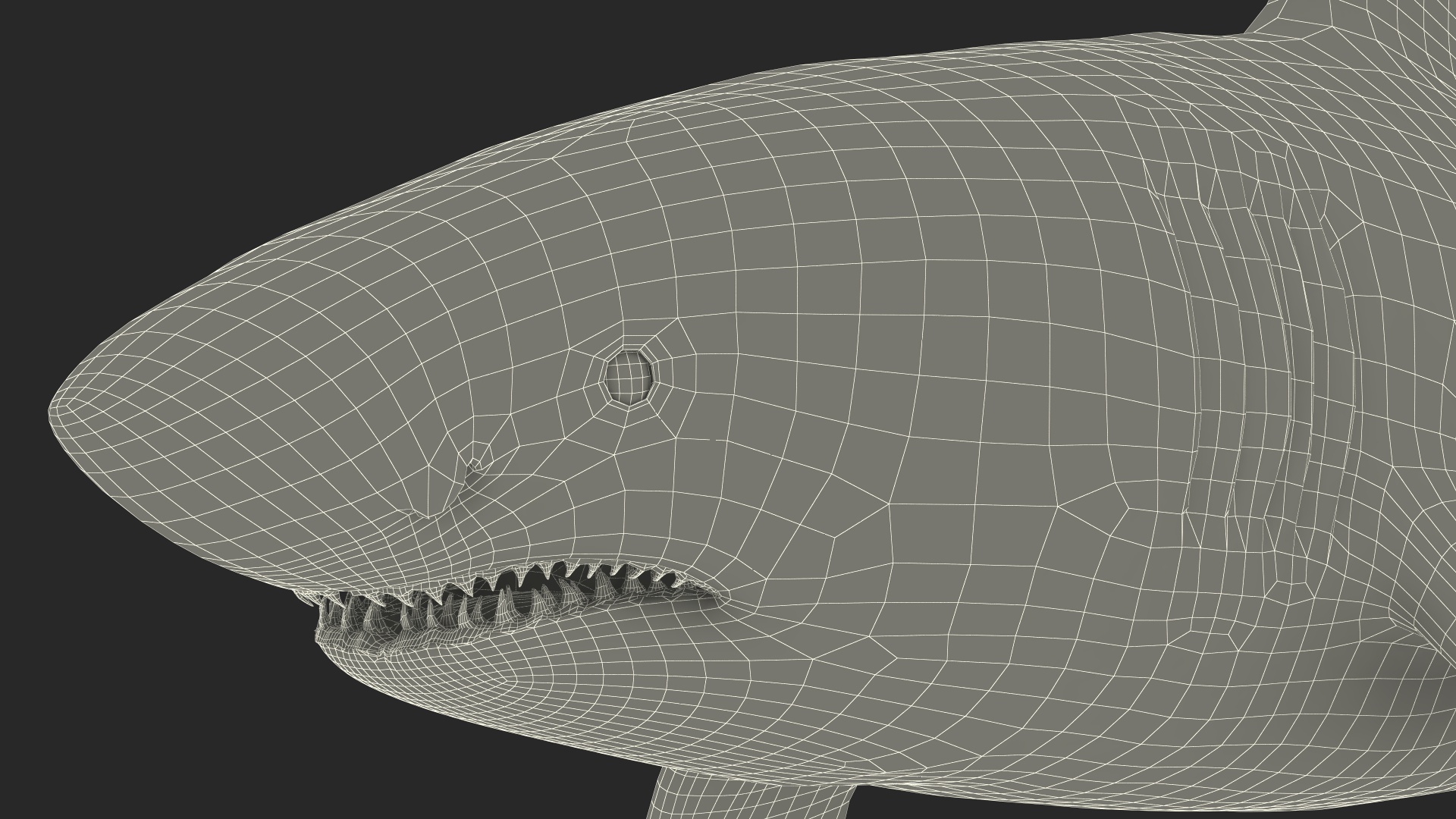 3D Great White Shark Blood Stained Rigged model