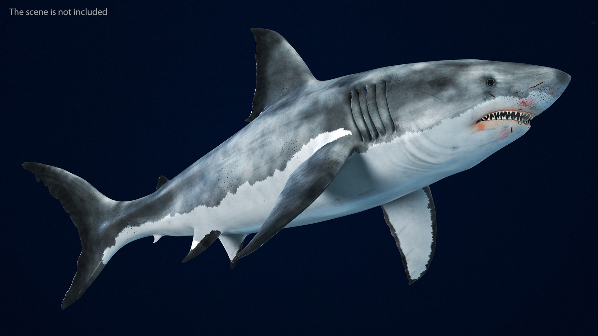 3D Great White Shark Blood Stained Rigged model