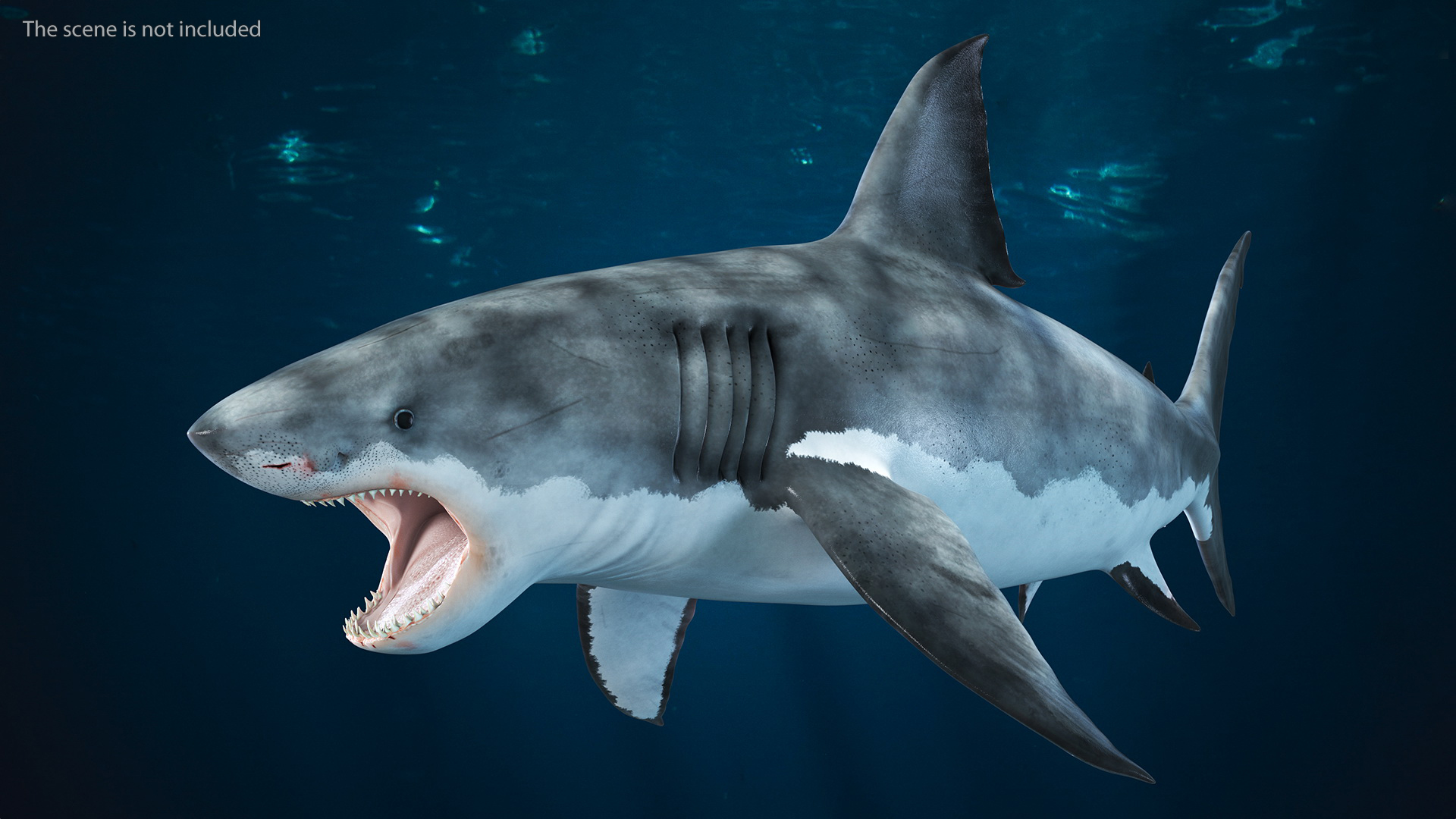 3D Great White Shark Blood Stained Rigged model