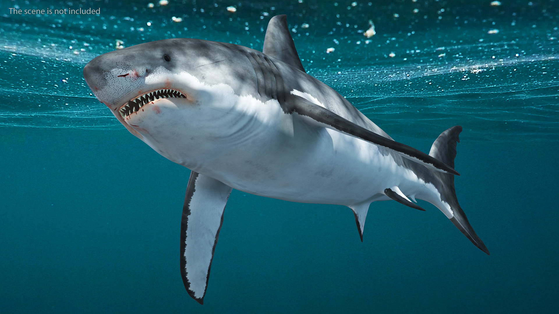 3D Great White Shark Blood Stained Rigged model