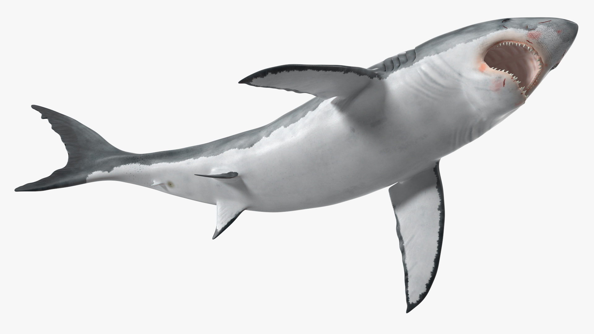 3D Great White Shark Blood Stained Rigged model