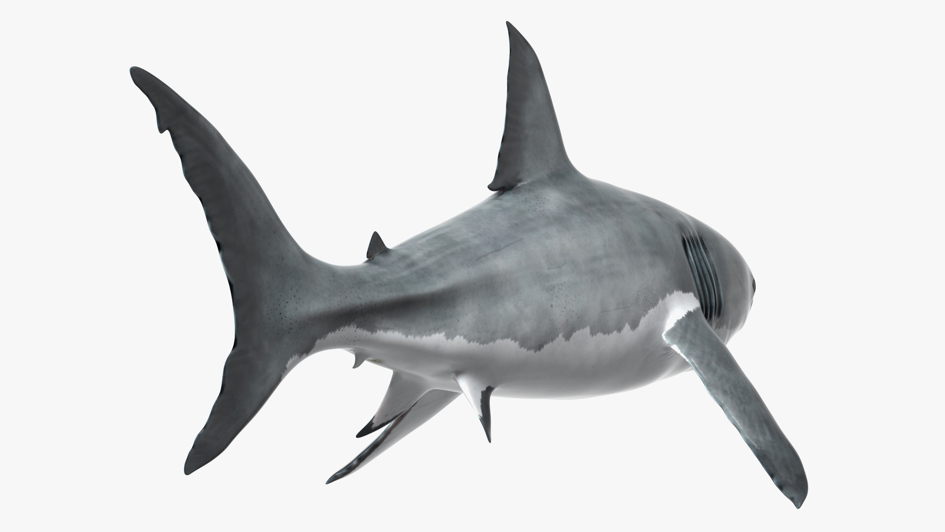 3D Great White Shark Blood Stained Rigged model