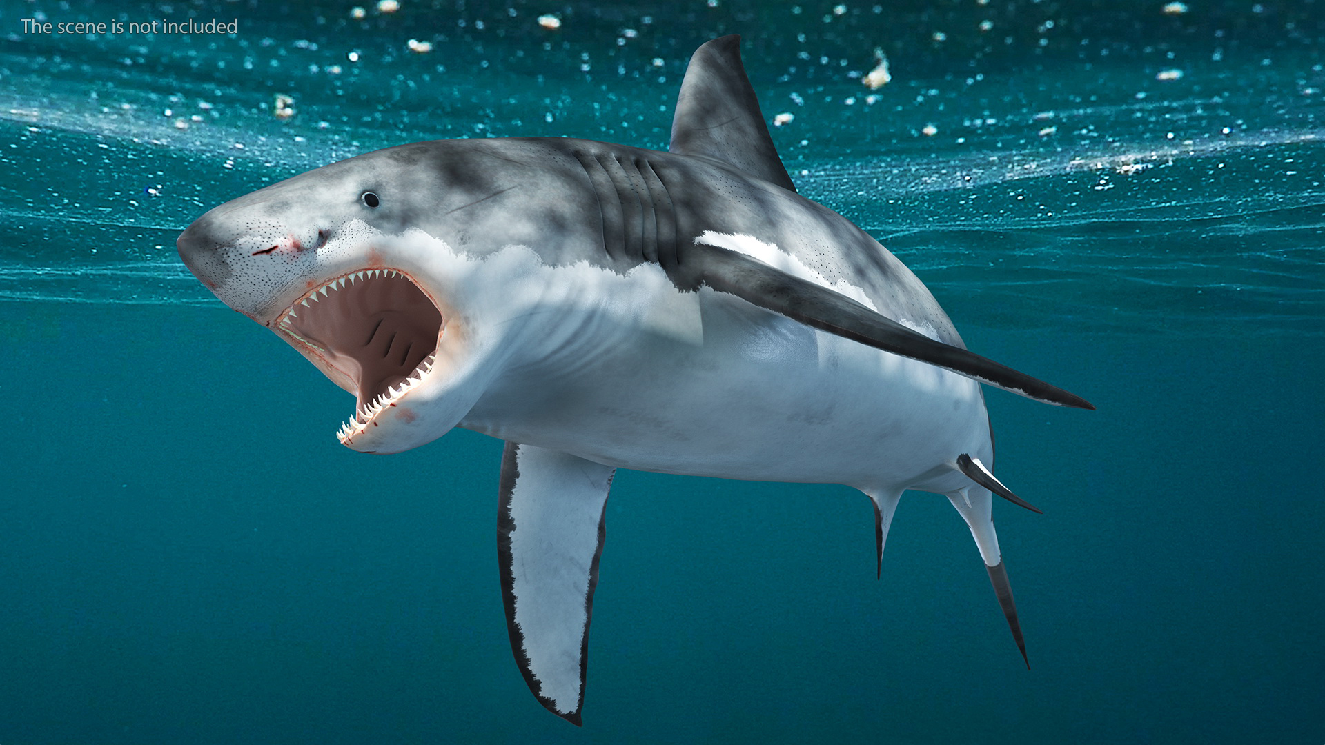 3D Great White Shark Blood Stained Rigged model