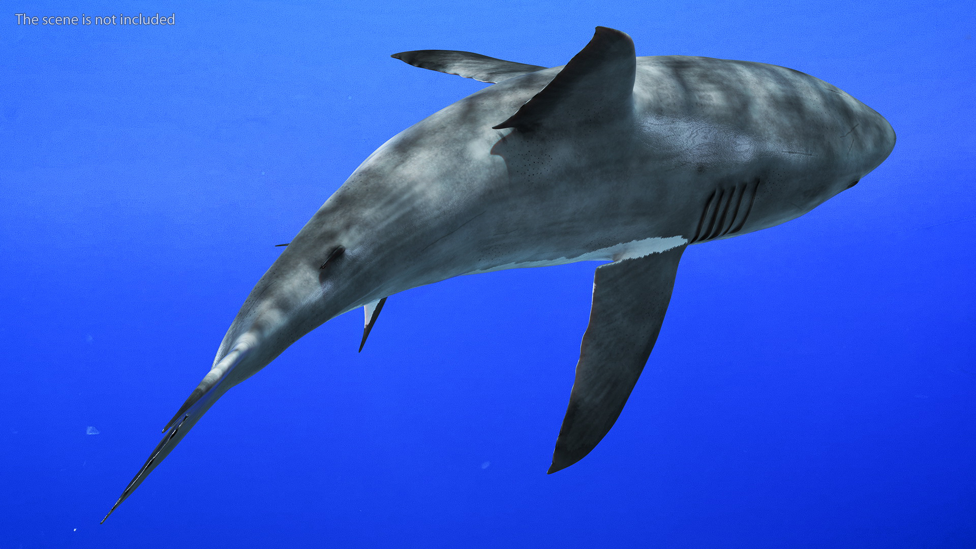 3D Great White Shark Blood Stained Rigged model